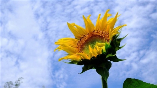 向日葵花语发朋友圈