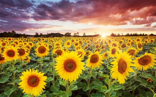 向日葵花语发朋友圈