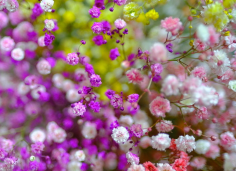 满天星花语配一段话