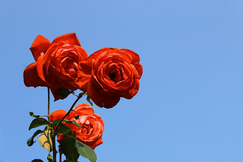 1周年送女朋友什么礼物