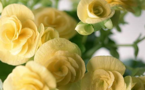 表达收到花的心情短语 收到花了如何表达心情