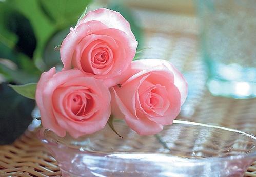 送花卡片情话最暖心一段话