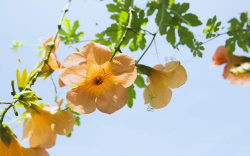 送女朋友花的情话卡片 送女朋友花贺卡情话20字