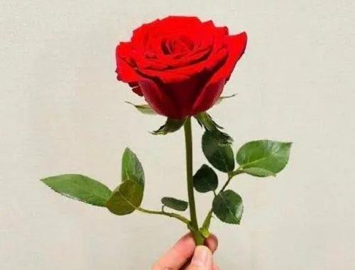 收到花了如何表达心情